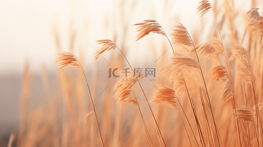 秋季水草芦苇风景背景6