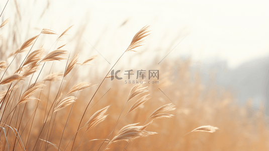 秋季水草芦苇风景背景22