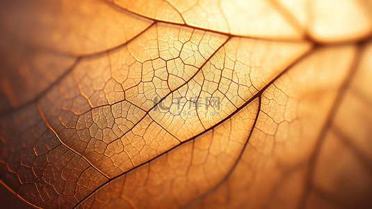 秋天黄色树叶背景图片_秋天阳光下黄色树叶叶脉3