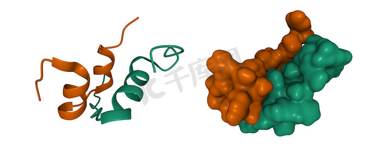 人激素胰岛素样肽-3异源体结构、三维卡通和高斯曲面模型、白底