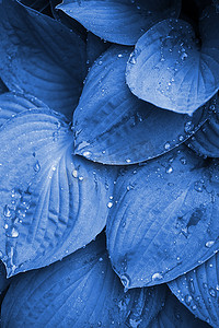 蓝色叶子水滴摄影照片_雨后的叶子上的水滴, 绿色环保有机 b