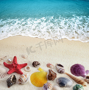 沙滩上的海贝壳