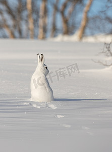 山野兔, 兔 timidus, 在冬天皮毛, 坐在雪, 看右边, 在白雪皑皑的冬天风景与白桦树和蓝天, 在 Setesdal, 挪威, 垂直的图象