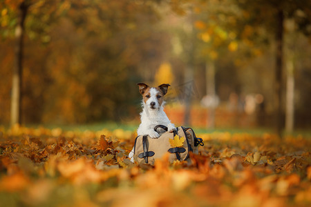 和狗一起旅行。宠物秋天在公园里。黄色的叶子和袋子.