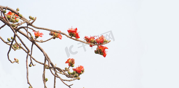 花朵上的摄影照片_蓬勃发展绯红色木棉花朵上的弯曲的树枝的木棉树.