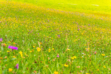 在晴朗的一天中的草地上的野花