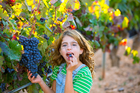 农夫的孩子女孩在葡萄园吃葡萄在地中海的秋天