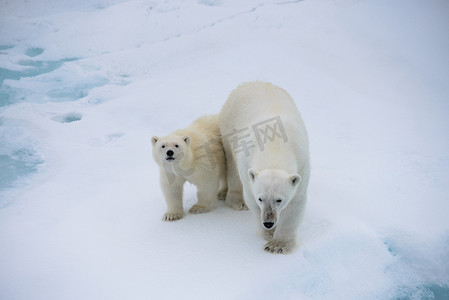 挪威斯瓦尔巴北极北部冰上的北极熊 (ursus maritimus) 母亲和幼崽