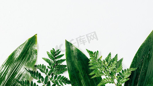 foliage摄影照片_flat lay with assorted wet green foliage on white backdrop