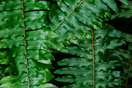蕨类树叶摄影照片_特写镜头美丽的蕨类树叶背景