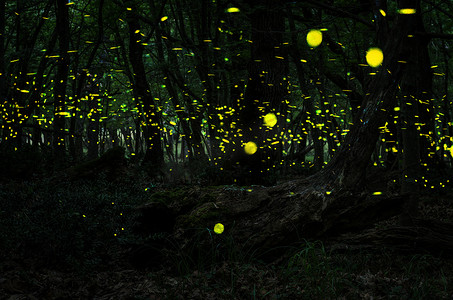 西双版纳森林公园摄影照片_萤火虫 / 晚在森林里的萤火虫
