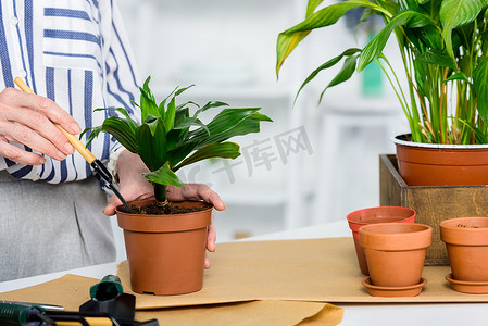 高级妇女培养盆栽植物的特写部分观 