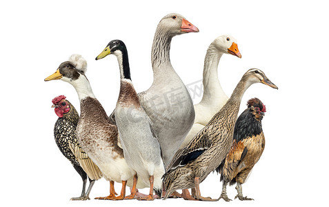 鸭、 鹅和鸡、 白隔离组