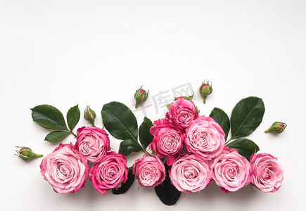 白色背景上鲜亮的粉红色玫瑰装饰架