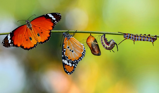 蝴蝶、和茧的农场被叫停。蝴蝶的概念转换