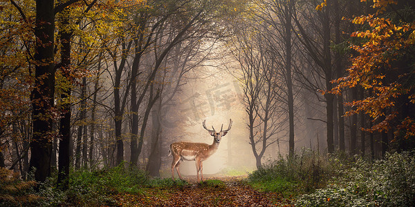 梦幻小鹿摄影照片_小鹿在一个梦幻般的森林场景