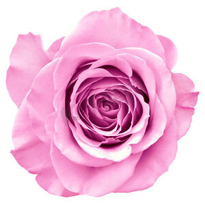 粉红kt板摄影照片_粉红色的玫瑰
