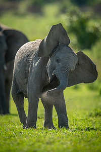 年轻的大象喜欢尘浴摇头
