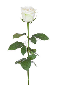 一朵白玫瑰摄影照片_一朵白玫瑰.