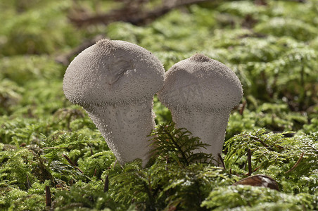 魔鬼鱼纹摄影照片_宝石镶嵌的马勃, 魔鬼鼻烟壶, Lycoperdon perlatum 蘑菇