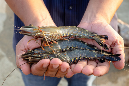 渔夫在早晨的手里展示活黑虎虾.