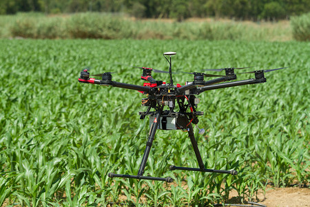 hexacopter摄影照片_无人驾驶飞机悬停在年轻玉米种植园