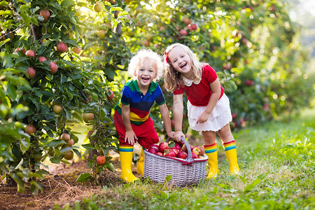孩子们在果园摘苹果
