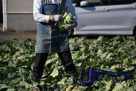 A scene of farm work, harvesting cabbage. Cabbage is a vegetable that contains carotene, vitamin C, and vitamin U, which activates gastrointestinal metabolism.