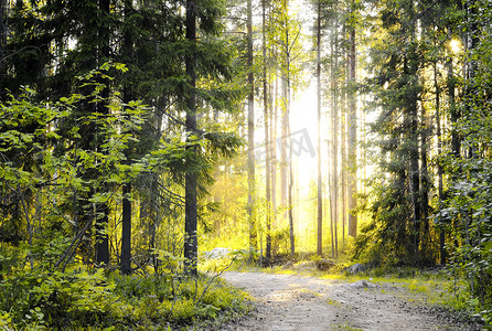 径摄影照片_清晨的阳光森林