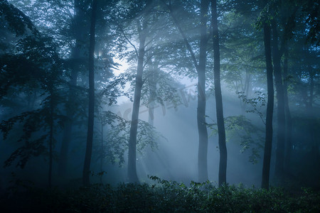 昏暗书架摄影照片_阴暗的森林充满了昏暗的灯光下