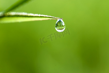 草地水滴摄影照片_草地上的水滴
