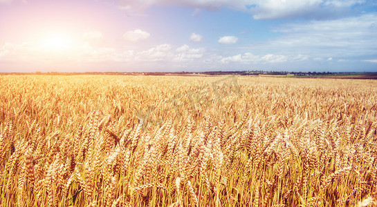 星星金色立体摄影照片_蓝蓝的天空，金色的田野的小麦.