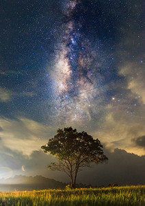 独自伫立，银河系和树