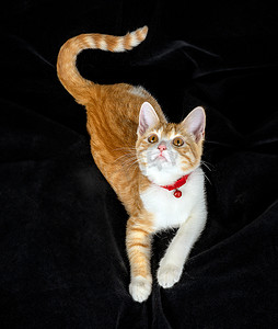 生姜红枣粥摄影照片_带尾尖凝视黑色面料背景的躺生姜猫