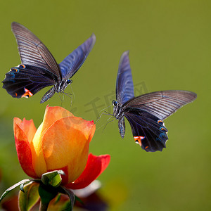 adv摄影照片_美丽的花朵上的蝴蝶