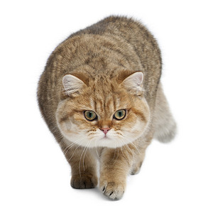 金色百福底纹摄影照片_金色底纹英国短毛猫，7 个月大的白色背景下行走