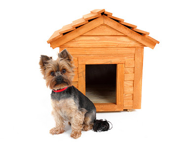 小的木制狗房子和小狗.