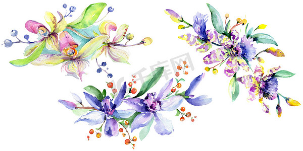 粉红色和紫色的兰花。水彩背景插图集。水彩画花束插画元素.