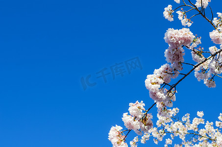 在美国华盛顿州西雅图，近距离观察树枝樱花再次蔚蓝的天空。春天里盛开的白樱花.