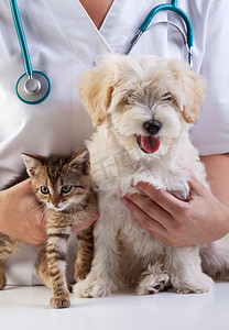 Little dog and cat at the veterinary