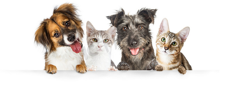 狗爪子摄影照片_可爱的狗和猫一起挂爪子白色水平网站横幅或社会媒体标题