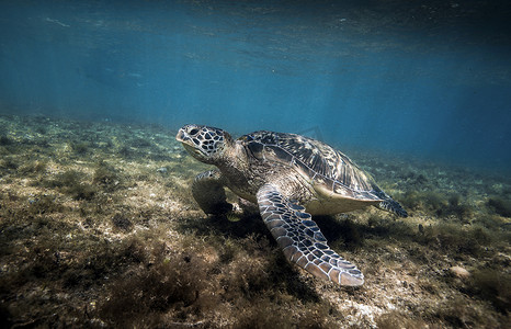 在菲律宾阿波岛海草中休息的绿海龟（切利尼亚·米达斯）