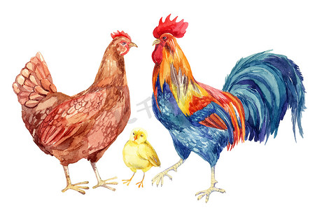 绘画插图摄影照片_鸡、 母鸡、 公鸡、 鸡蛋。水彩绘画