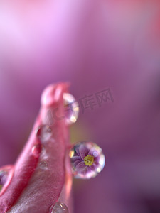 玫瑰模糊摄影照片_深紫色的沙漠玫瑰花瓣，水滴和模糊背景的花蕾植物，宏观形象，卡片设计的柔和色彩，柔和的焦点 