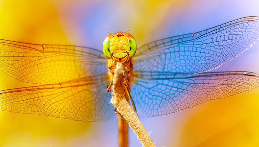蜻蜓背景摄影照片_美丽的蜻蜓