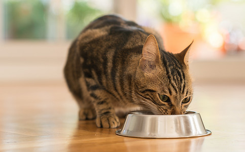 在一个金属碗上吃的漂亮猫咪猫。可爱家养动物.