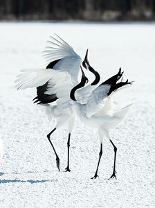 跳舞的起重机。鹤的仪式婚姻舞蹈。丹顶鹤。科学名称 : 日本 , 又名日本鹤或满洲鹤 , 是一只大型东亚鹤.