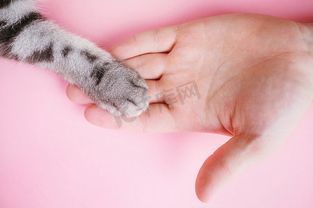 综艺文字摄影照片_灰色条纹猫的爪子和人类的手在粉红色的背景上。男人和宠物的友谊的概念，关心动物。简约主义，从上往下，放在文字上.