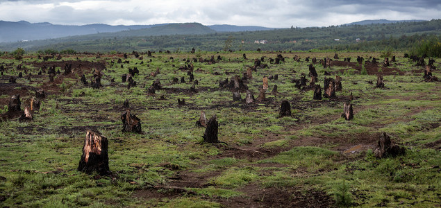 吹毁林木摄影照片_马达加斯加