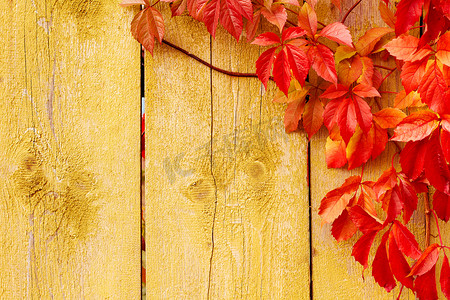 秋天背景： 红色的葡萄叶，木质纹理